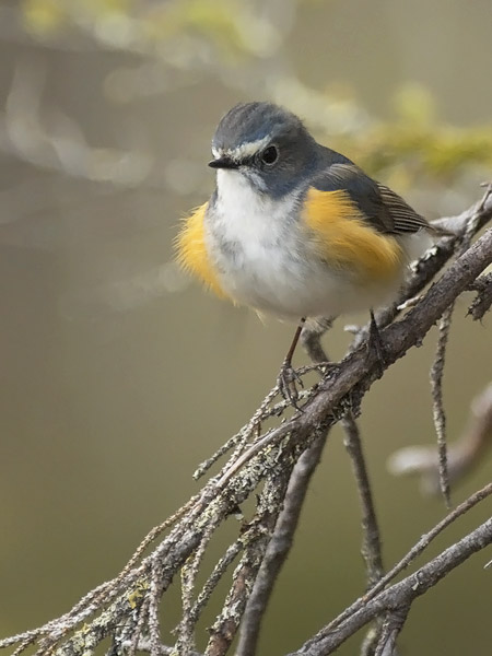 Sinipyrstö, Red-flanked Bluetail, Tarsiger cyanurus